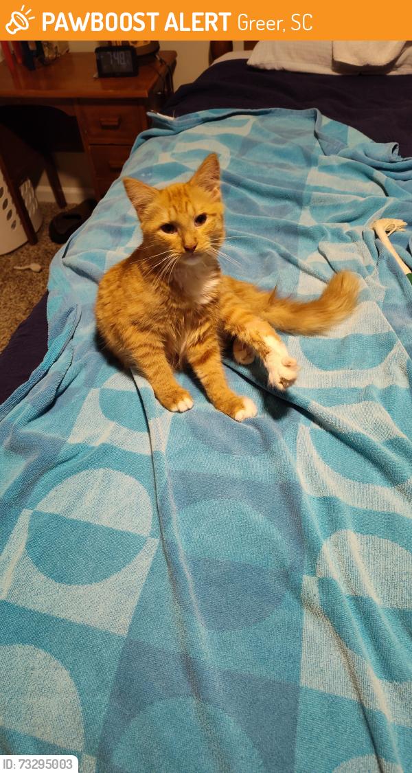 Found/Stray Male Cat last seen Redwood community Abner Creek Rd, Greer, SC 29651