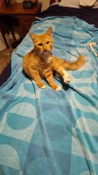 Found/Stray Male Cat last seen Redwood community Abner Creek Rd, Greer, SC 29651