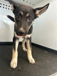Shelter Stray Male Dog last seen Near BLK M ST, BAKERSFIELD, CA, 201 S Mt Vernon Ave, Bakersfield, CA 93307, USA