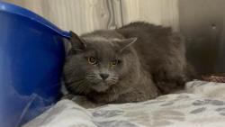Shelter Stray Male Cat last seen Near BLOCK 1ST AVE S, SEATTLE WA 98168, 21615 64th Ave S, Kent, WA 98032, USA