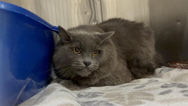 Shelter Stray Male Cat last seen Near BLOCK 1ST AVE S, SEATTLE WA 98168, 21615 64th Ave S, Kent, WA 98032, USA