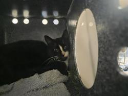 Shelter Stray Unknown Cat last seen Near BLOCK 103RD AVE SE, KENT WA 98031, 21615 64th Ave S, Kent, WA 98032, USA