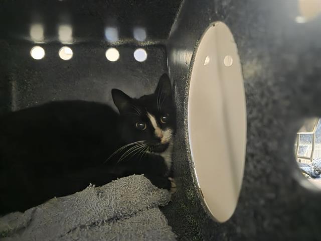 Shelter Stray Unknown Cat last seen Near BLOCK 103RD AVE SE, KENT WA 98031, 21615 64th Ave S, Kent, WA 98032, USA