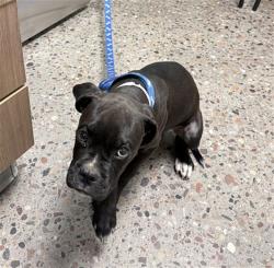 Shelter Stray Male Dog last seen 29TH AVE AND CAMBELL, 5501 E Van Buren St, Phoenix, AZ 85008, USA