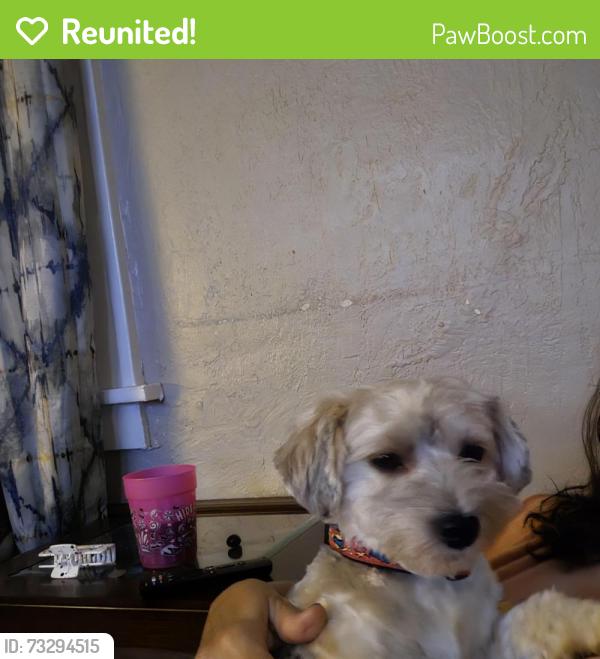 Reunited Male Dog last seen Nw 35th between Western & Shartel, Oklahoma City, OK 73118