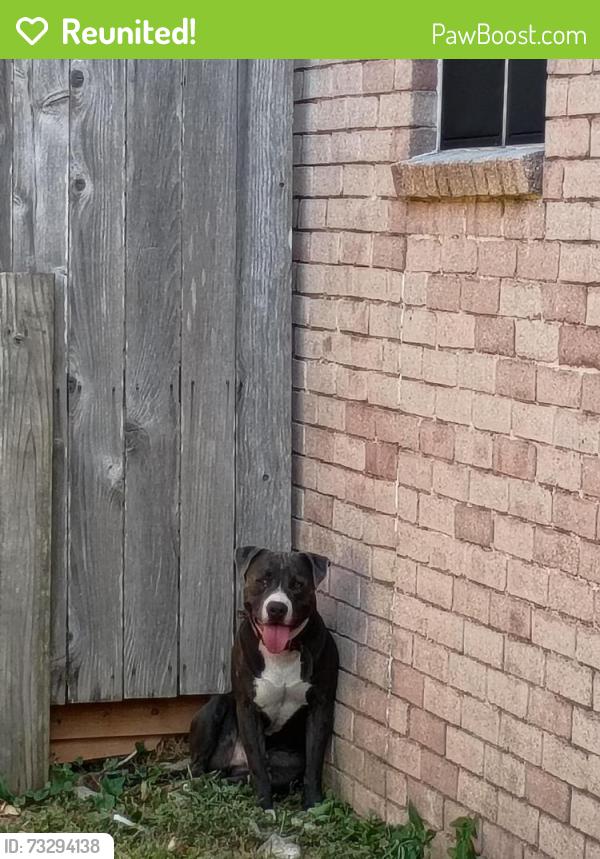 Reunited Male Dog last seen Saums, Houston, TX 77449