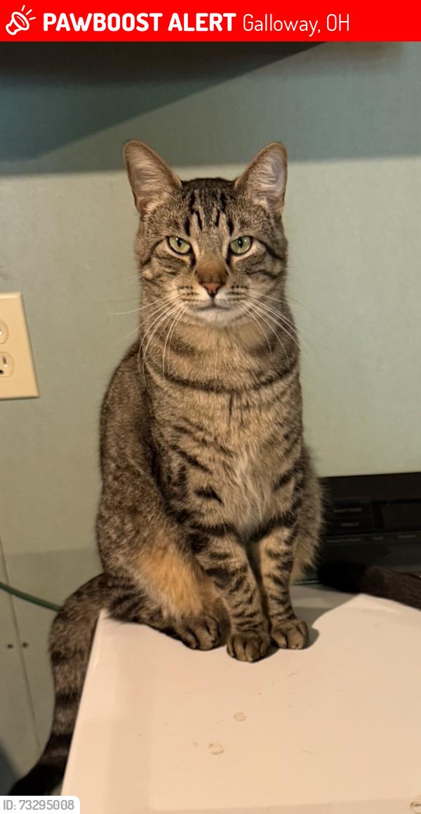Lost Male Cat last seen Georgesville, Galloway, OH 43119