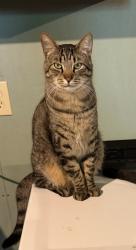 Lost Male Cat last seen Georgesville, Galloway, OH 43119