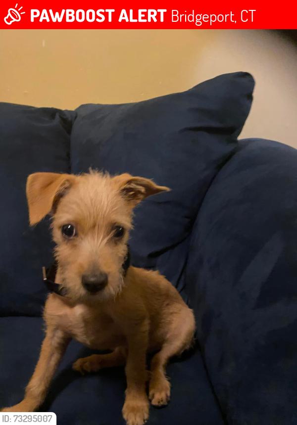 Lost Male Dog last seen Sheridan extension, Bridgeport, CT 06610
