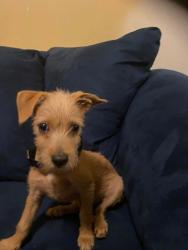 Lost Male Dog last seen Sheridan extension, Bridgeport, CT 06610