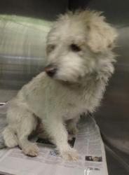 Shelter Stray Female Dog last seen , 1850 W 60th St, Los Angeles, CA 90047, USA