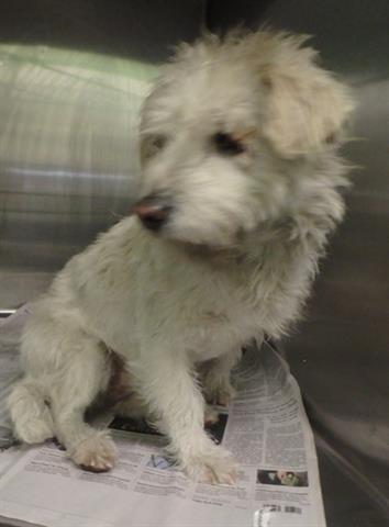 Shelter Stray Female Dog last seen , 1850 W 60th St, Los Angeles, CA 90047, USA