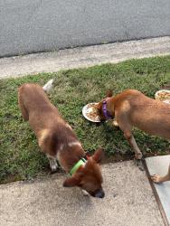 Found/Stray Male Dog last seen City view and Amber creste ln, Charlotte, NC 28212