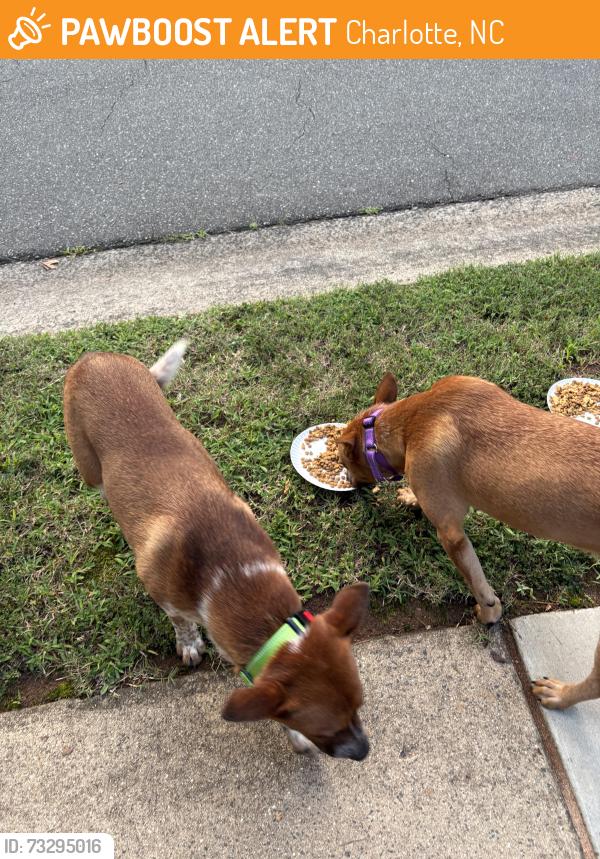 Found/Stray Male Dog last seen City view and Amber creste ln, Charlotte, NC 28212