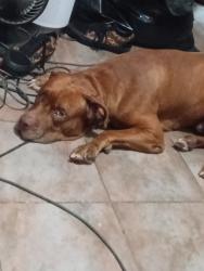 Reunited Male Dog last seen Mollison and Greenfield, El Cajon, CA 92021