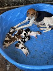 Reunited Female Dog last seen Old Beulah rd, Johnston County, NC 27542
