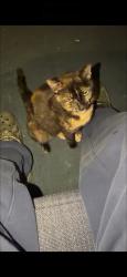 Lost Female Cat last seen Emma Street, Plainfield, NJ 07063