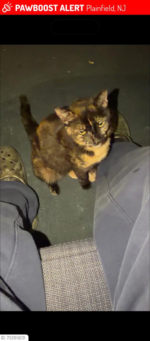 Lost Female Cat last seen Emma Street, Plainfield, NJ 07063