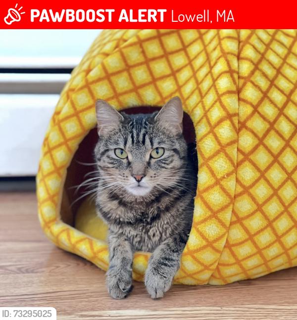 Lost Female Cat last seen Centraville Lowell, Lowell, MA 01850