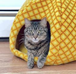Lost Female Cat last seen Centraville Lowell, Lowell, MA 01850