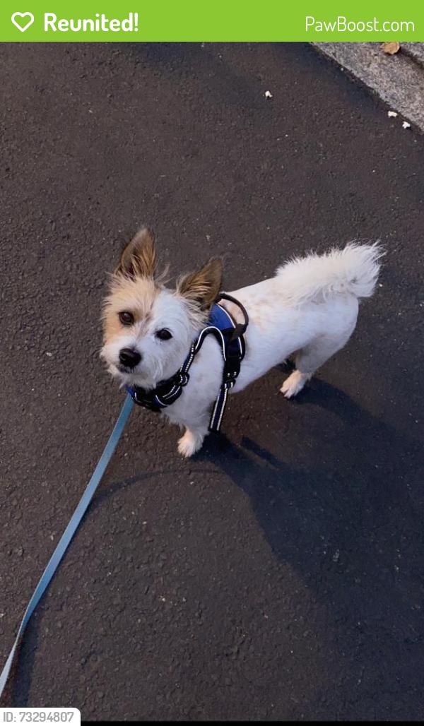 Reunited Male Dog last seen Montrose, Houston, TX 77006