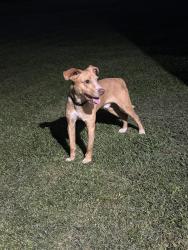 Found/Stray Male Dog last seen Lucas road and Raiford road, Dunn, NC 28334