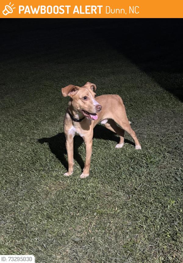 Found/Stray Male Dog last seen Lucas road and Raiford road, Dunn, NC 28334