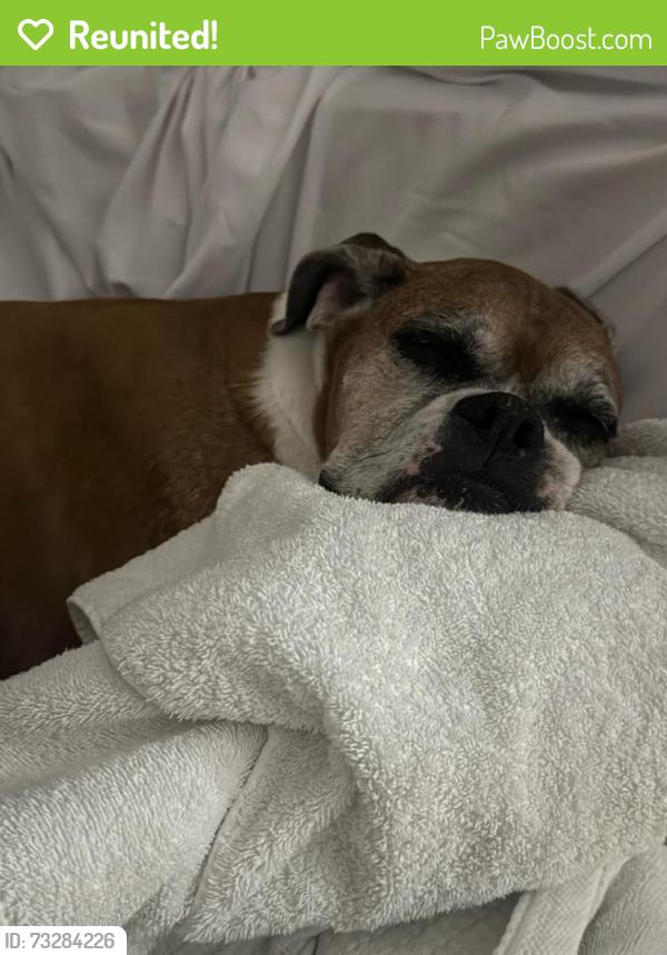 Reunited Female Dog last seen Bay to bay and dale mabry, Tampa, FL 33629