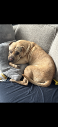 Lost Male Dog last seen Eagle and McMillan, Boise, ID 83713