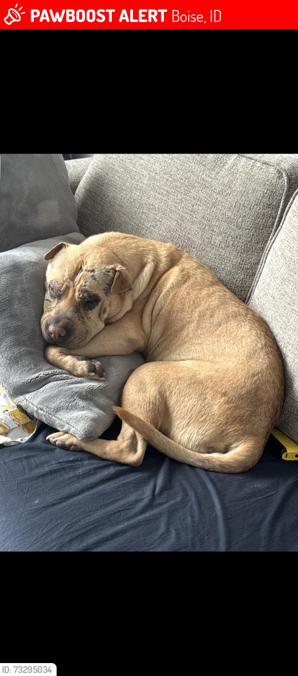 Lost Male Dog last seen Eagle and McMillan, Boise, ID 83713