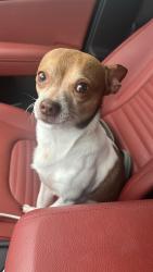 Reunited Male Dog last seen Shims blvd killeen tx, Killeen, TX 76543