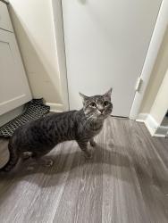 Found/Stray Male Cat last seen McDonalds, Fayetteville, NC 28314