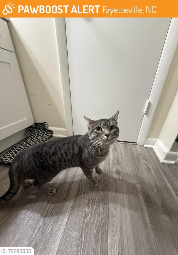Found/Stray Male Cat last seen McDonalds, Fayetteville, NC 28314