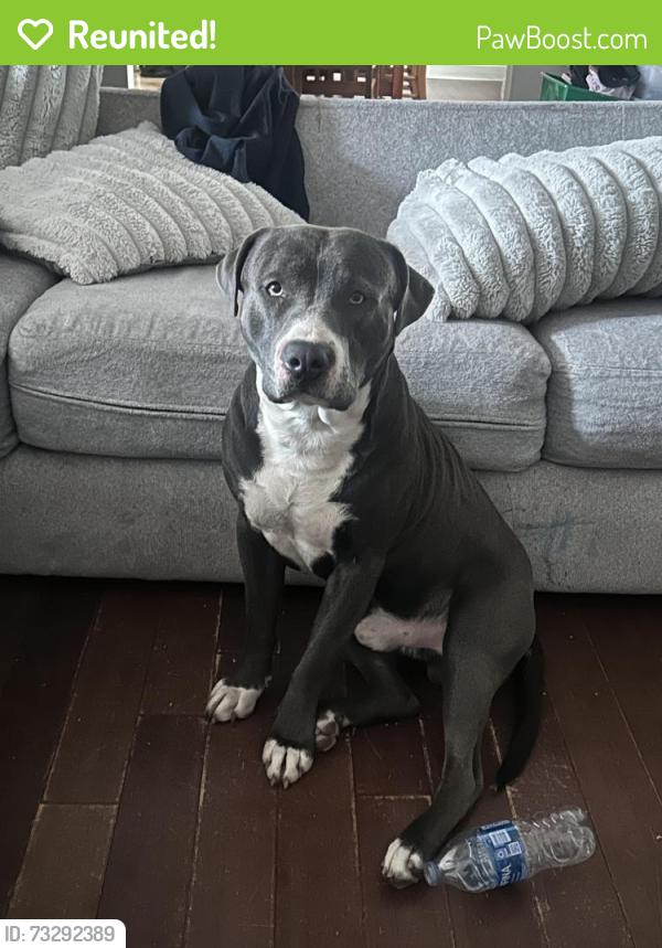 Reunited Male Dog last seen saums rd and strait ln, Houston, TX 77084