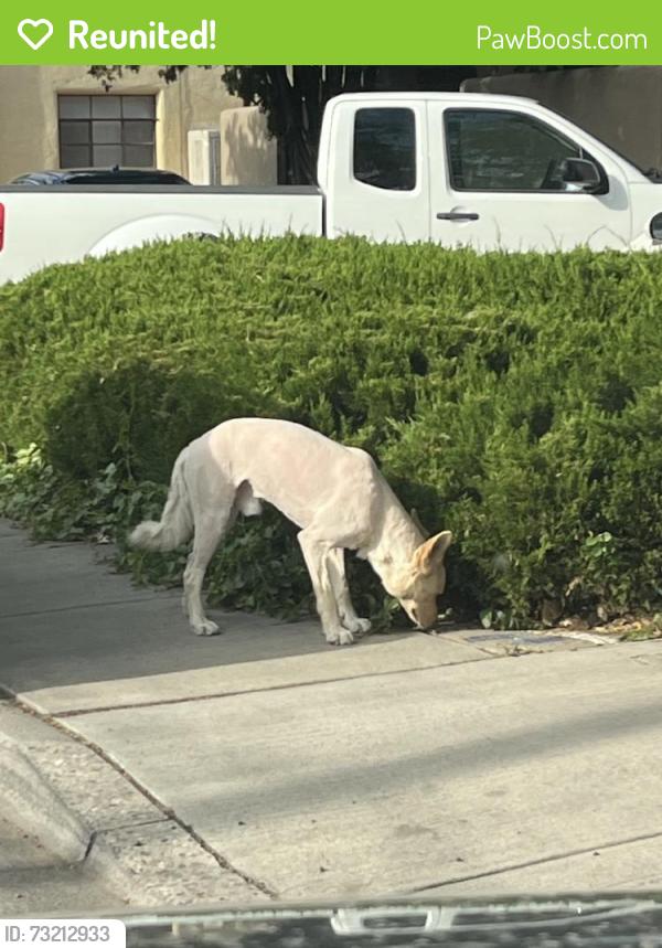 Reunited Male Dog last seen Silver and 14th SW, Albuquerque, NM 87102