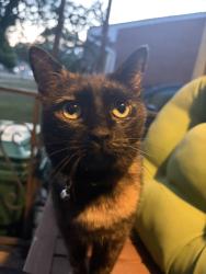 Found/Stray Unknown Cat last seen John Hauk and venoy, Garden City, MI 48135