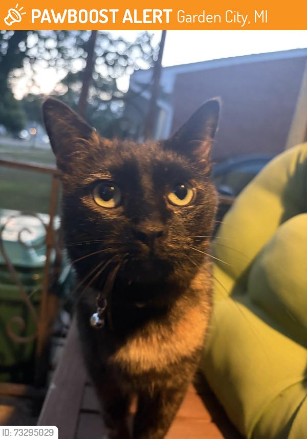 Found/Stray Unknown Cat last seen John Hauk and venoy, Garden City, MI 48135