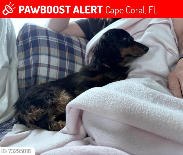 Lost Female Dog last seen Sesame ct and Coronado pwky, Cape Coral, FL 33904