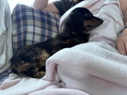 Lost Female Dog last seen Sesame ct and Coronado pwky, Cape Coral, FL 33904