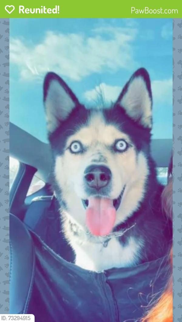 Reunited Male Dog last seen Rivara Road/ Hammer Lane/ Pershing, Stockton, CA 95207