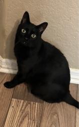 Lost Male Cat last seen Near Valrico grove drive, Valrico, FL 33594