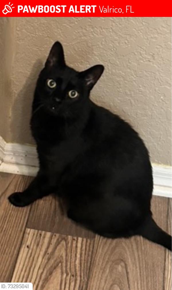 Lost Male Cat last seen Near Valrico grove drive, Valrico, FL 33594