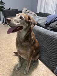 Found/Stray Female Dog last seen Halfmoon Rd, New Bern, NC 28560
