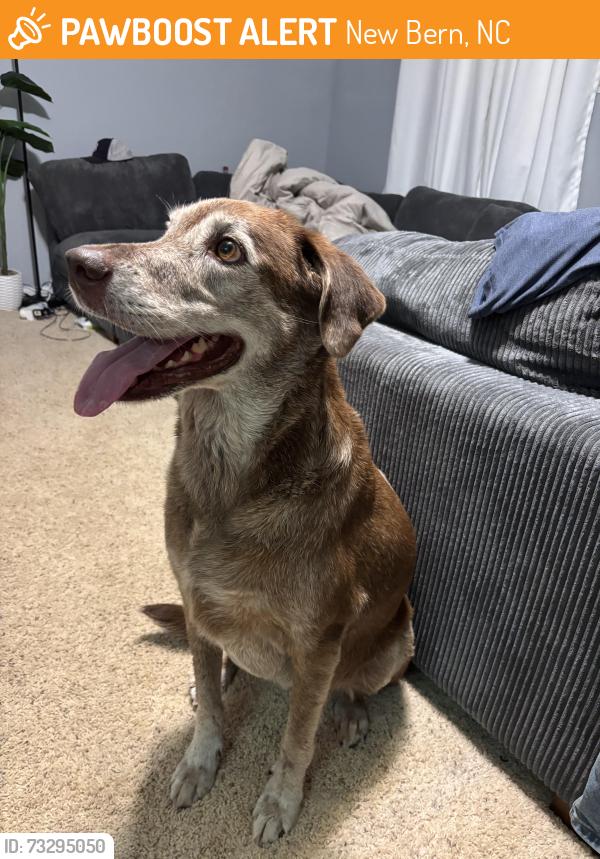 Found/Stray Female Dog last seen Halfmoon Rd, New Bern, NC 28560