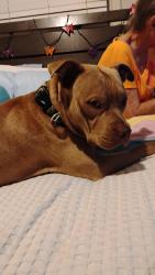 Lost Male Dog last seen A St. @ Fort Defiance State Park., Clarksville, TN 37042