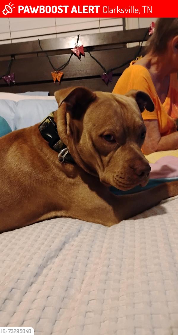 Lost Male Dog last seen A St. @ Fort Defiance State Park., Clarksville, TN 37042