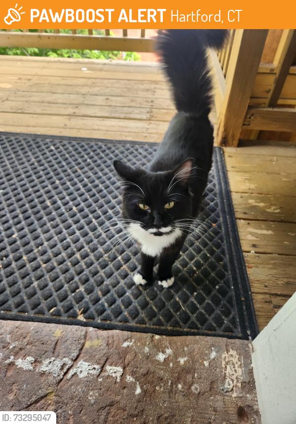 Found/Stray Unknown Cat last seen Nelson Street, Capen Street, Hartford, CT 06120