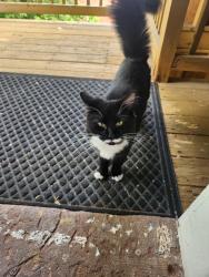 Found/Stray Unknown Cat last seen Nelson Street, Capen Street, Hartford, CT 06120