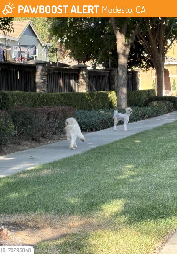 Found/Stray Unknown Dog last seen I saw two white dogs roaming around Kodiak dr. Omega way and mars hill street in Modesto!, Modesto, CA 95355