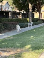 Found/Stray Unknown Dog last seen I saw two white dogs roaming around Kodiak dr. Omega way and mars hill street in Modesto!, Modesto, CA 95355